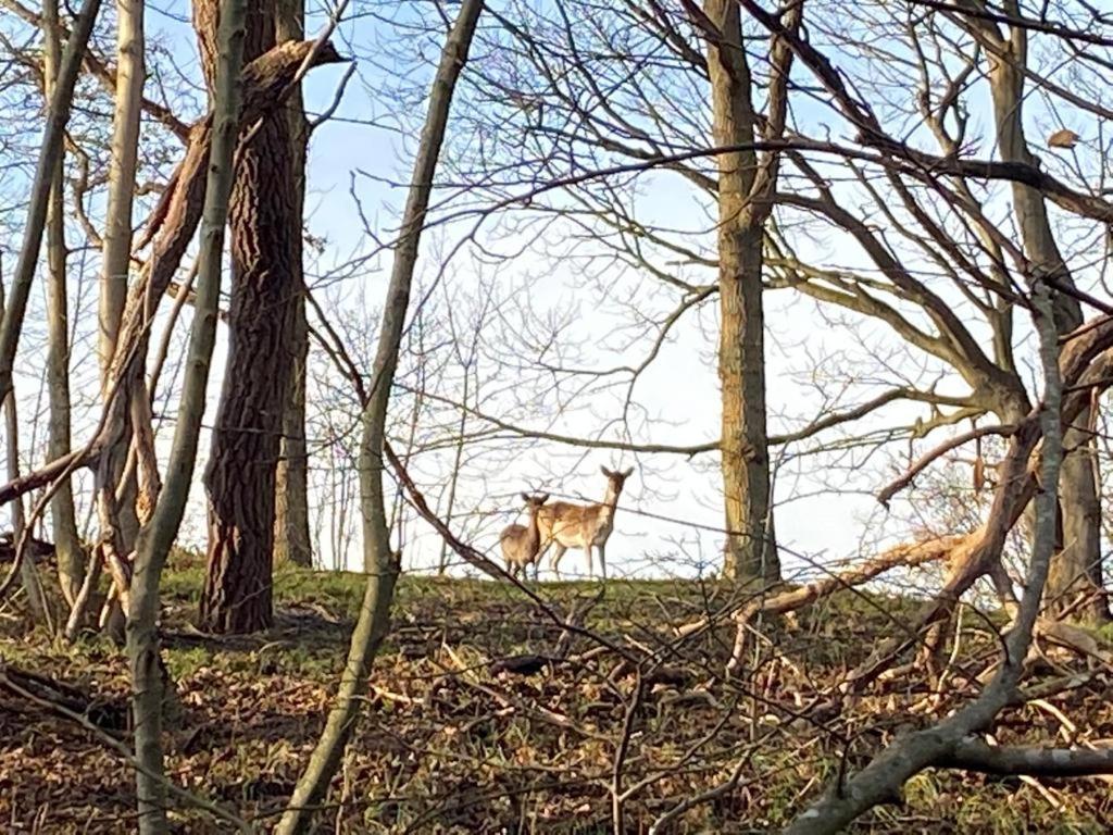 Overnachten In Zeeland ブールグ・ハームステーデ エクステリア 写真